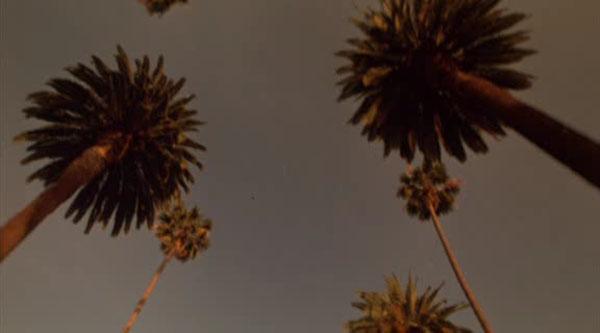 Palm trees along a road through Beverly Hills